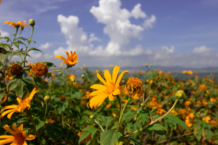 Beautiful Mexican sunflower are blooming with Sky Blueの写真素材