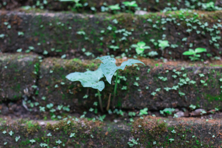 Old Temple Wall  Made of brickの写真素材