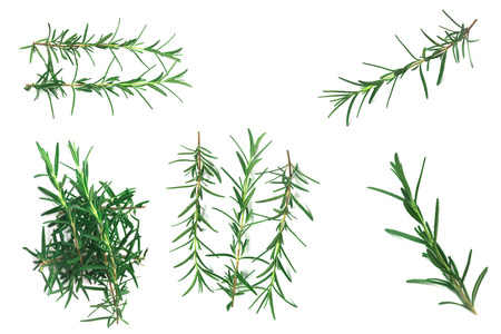 fresh Green rosemary Leavesの写真素材