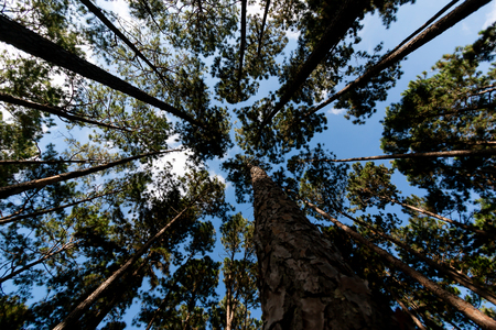 Beautiful Forest of Pine trees in chiangmai Thailandの写真素材