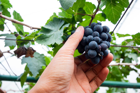 Branch of blue grapes on vine in vineyard