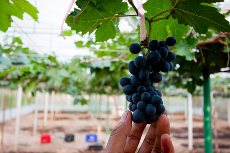 Branch of blue grapes on vine in vineyardの写真素材