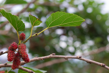 Branch of blue Mulberry on treeの写真素材