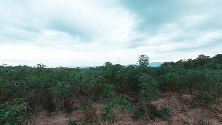 stormy and cloud is moving tapioca tree in farm, landscapeの写真素材