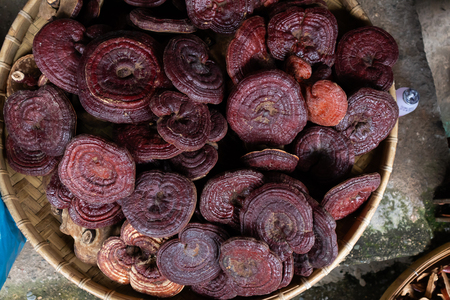 Dried Lingzhi mushroom Before make a drugの写真素材