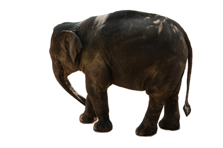 Big Thai Elephant on whiteの写真素材
