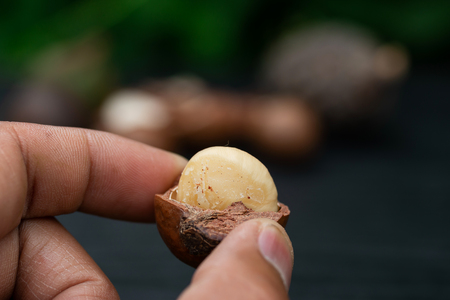 Macadamia fruit  isolated on green leaf backgroundの写真素材