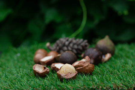 Macadamia fruit with Flowers of pine isolated on green leaf backgroundの写真素材
