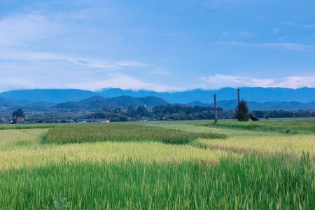 Green rice plant in Paddy in Thailandの写真素材