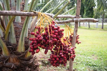 Ripe dates palm fruit with branches on dates palm treeの写真素材