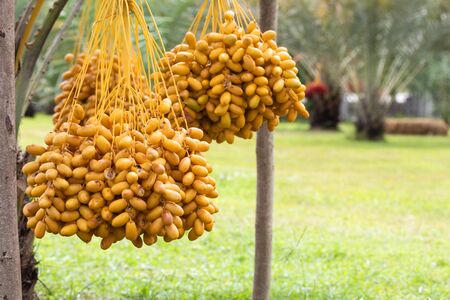 Ripe dates palm fruit with branches on dates palm tree