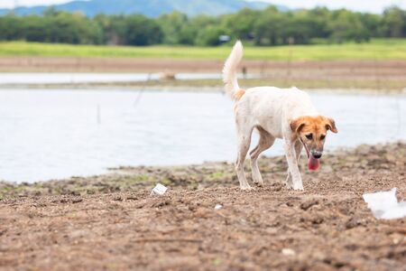 White dog find food at Land with dry and cracked ground because dryness global warming,Global warming backgroundの写真素材