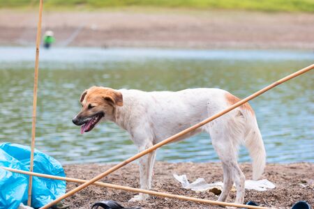 White dog find food at Land with dry and cracked ground because dryness global warming,Global warming backgroundの写真素材