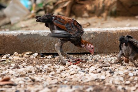 Thai breed chicken Eating food On the groundの写真素材