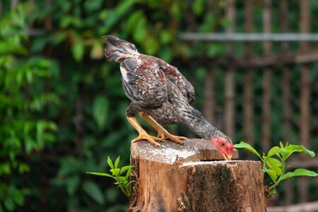 Thai breed chicken Eating food On the groundの写真素材