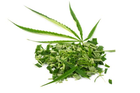 Green marijuana leaves is herbs for cancer treatment isolated over white backgroundの写真素材