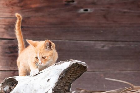 Golden kitten Looking for victim On a wooden houseの写真素材