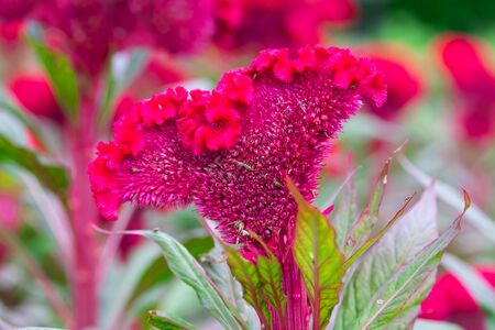 Field of red Cockscomb or Crested celosia in the park In the morningの写真素材