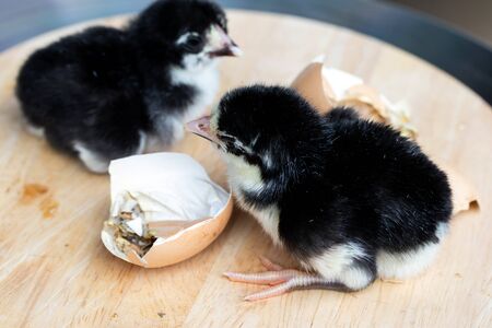 Black chicken are leaving eggs