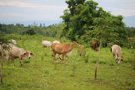 cows eating grass in the forestの写真素材
