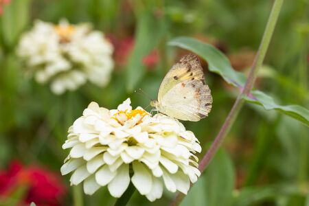 butterfly Sucking nectar from pollen In the flower garden