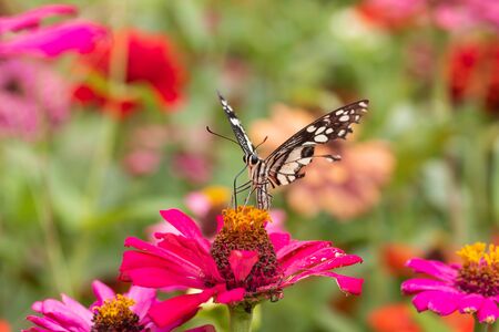 butterfly Sucking nectar from pollen In the flower gardenの写真素材