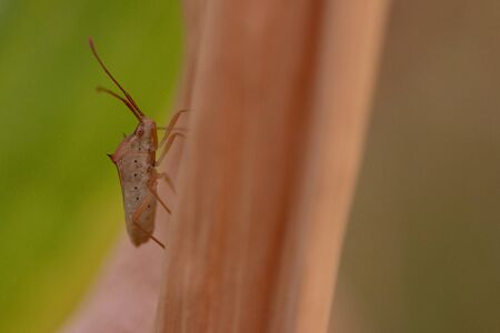 Small strange insect On dry leaves In the field In the sunset