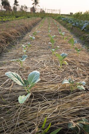 Green Chinese Kale or  Chinese Broccoli tree In the kale fieldの写真素材