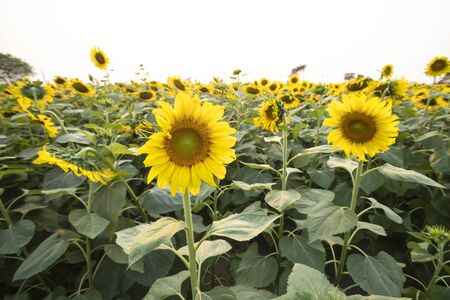 Beautiful Sunflower Blooming in gardenの写真素材