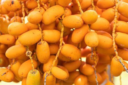 Ripe dates palm fruit with branches on dates palm tree