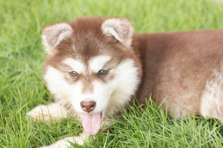 Cute Puppy of Siberian Husky dogの写真素材