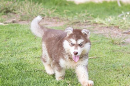 Cute Puppy of Siberian Husky dogの写真素材