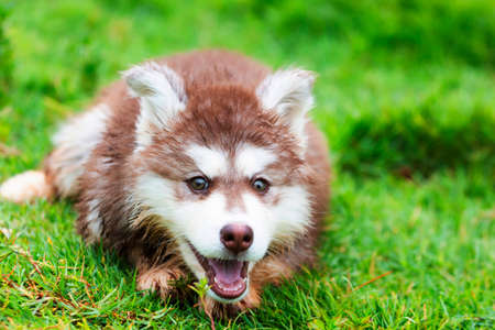 Cute Puppy of Siberian Husky dogの写真素材