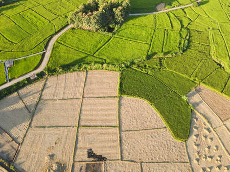 The rice fields are being harvested