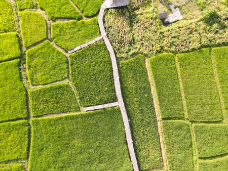 Beautiful Green rice fields From drones