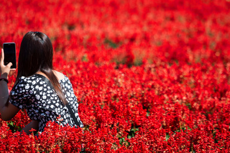 Beautiful woman in Beautiful morning flowers Daisies in the garden are bloomingの写真素材
