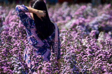 Beautiful woman in Beautiful morning flowers Margaret in the garden are bloomingの写真素材