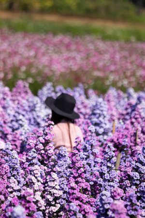 Beautiful morning flowers Margaret in the garden are bloomingの写真素材