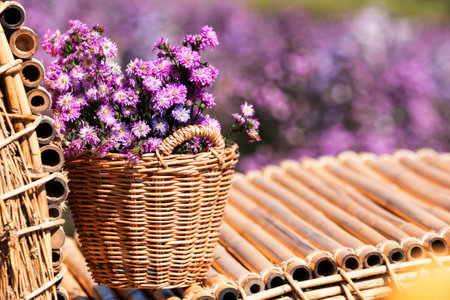 Beautiful morning flowers Margaret in the garden are bloomingの写真素材