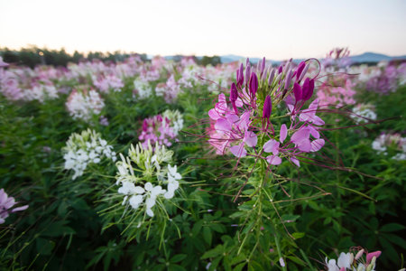 Cleome flower on Cleome tree in the garden are bloomingの写真素材