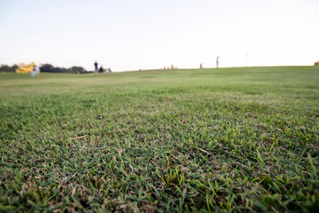 Green Grass field on a wide open groundの写真素材