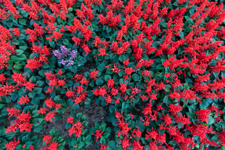 Beautiful Red Salvia flowers in the garden are bloomingの写真素材
