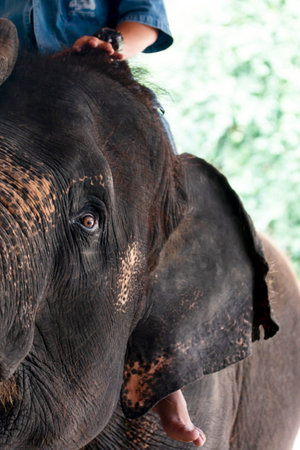 Asian elephant species In the conservation center of Thailandの写真素材