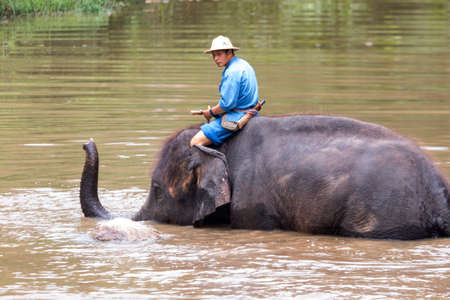 Asian elephant species, conservation center,Thailand, Wildlife, big, conservation, protect, mammal, elephant, Elephant stand, waterのeditorial素材
