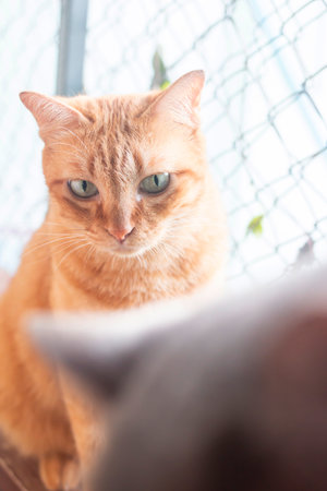 ginger cat sitting on the windowsill and looking at the camera