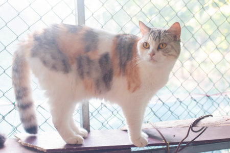 Beautiful cat in the cage at the animal shelter, stock photo