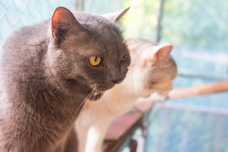 Cute gray cat with orange eyes looking at her mother in a cage