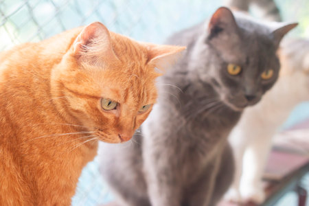 Cats in the cage. Selective focus. Shallow depth of field.