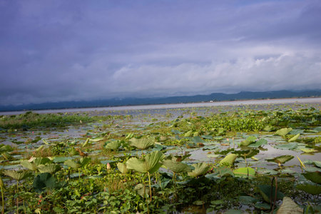 Lotus pond in the rainy season with cloudy blue sky background.の写真素材
