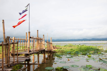 A large reservoir with a bridge made of bamboo and large reservoirs Lotus pond viewin Phayao Province, Thailandの写真素材